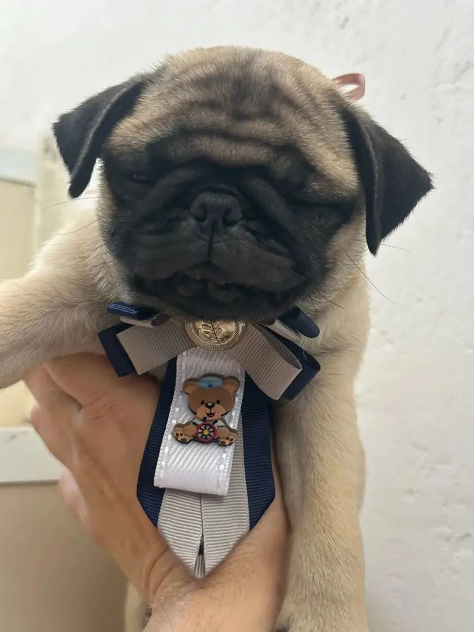 Pug com pedigree 