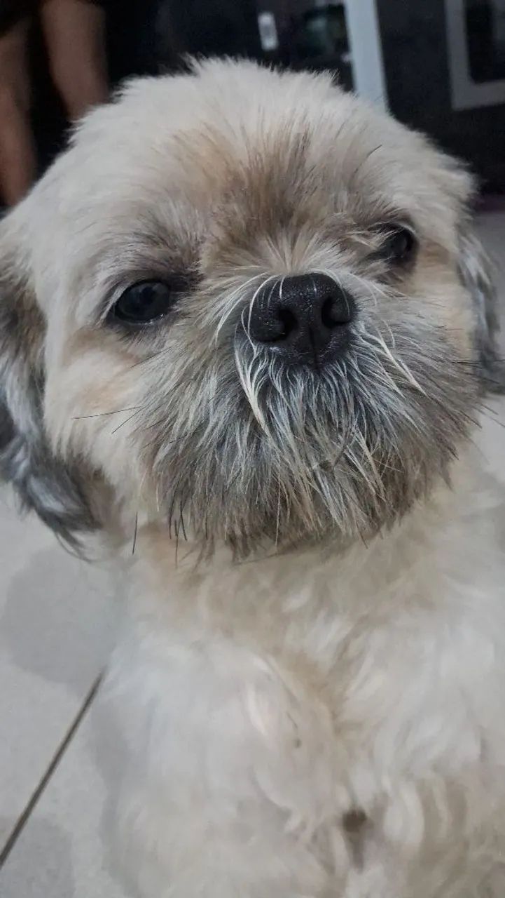 Shih Tzu Macho 4 anos