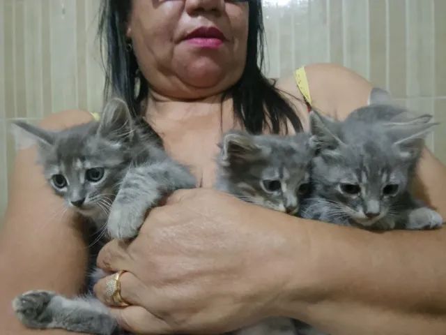 Gatos  - Foto 2