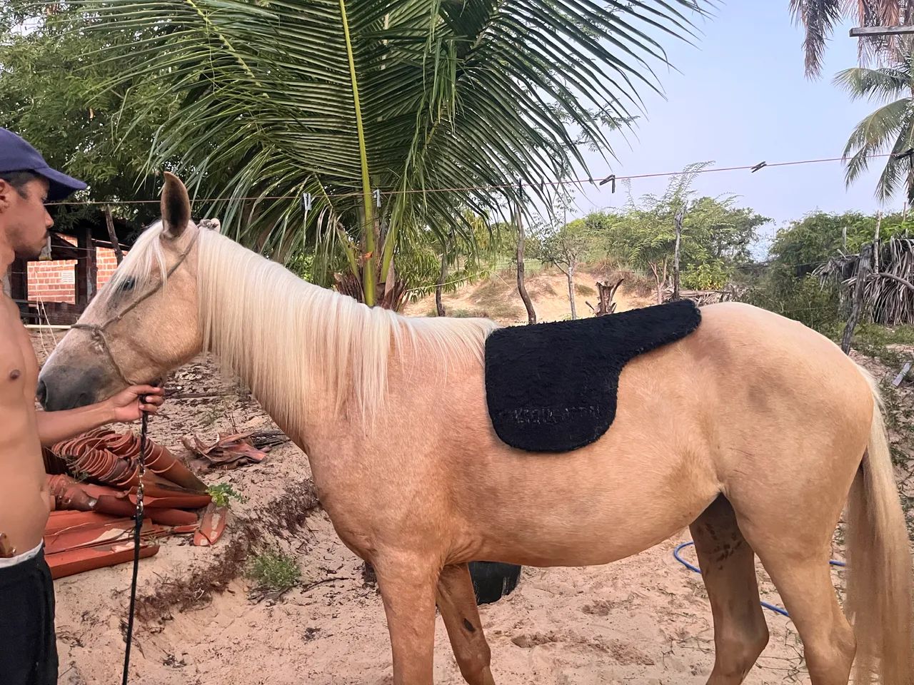 Cela para cavalo  - Foto 2