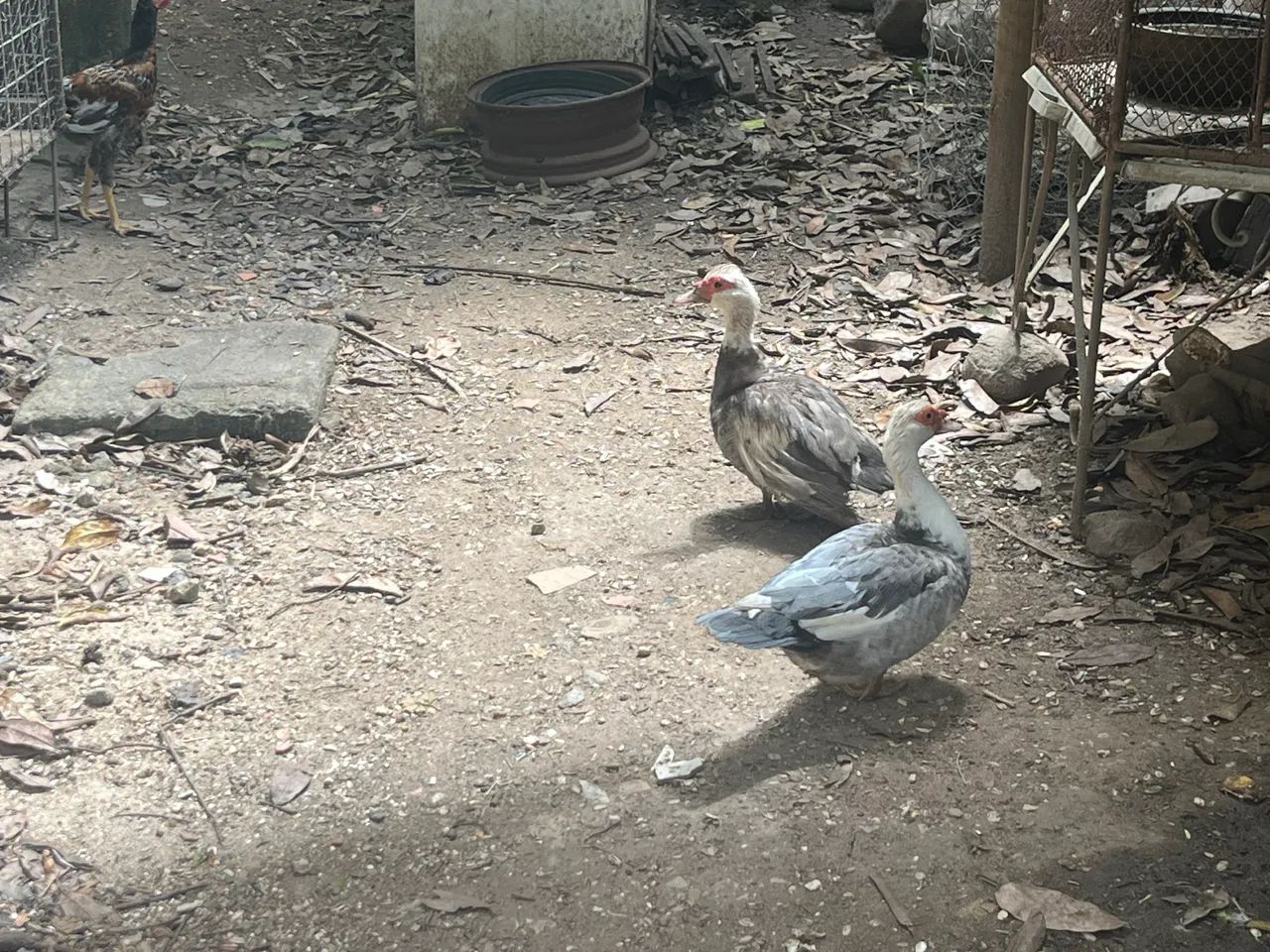 2 patas e um pato jovem em prostura  - Foto 3