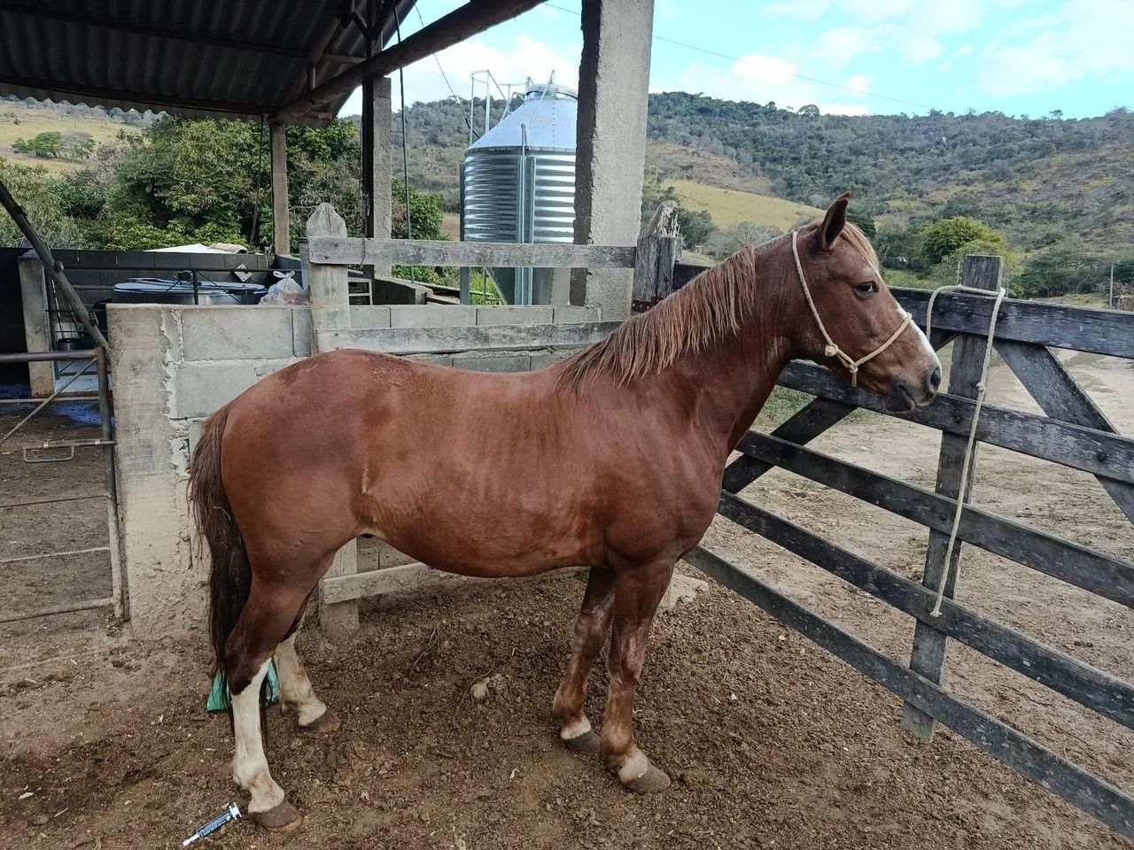 Cavalo Castrado Mangalarga Machador 