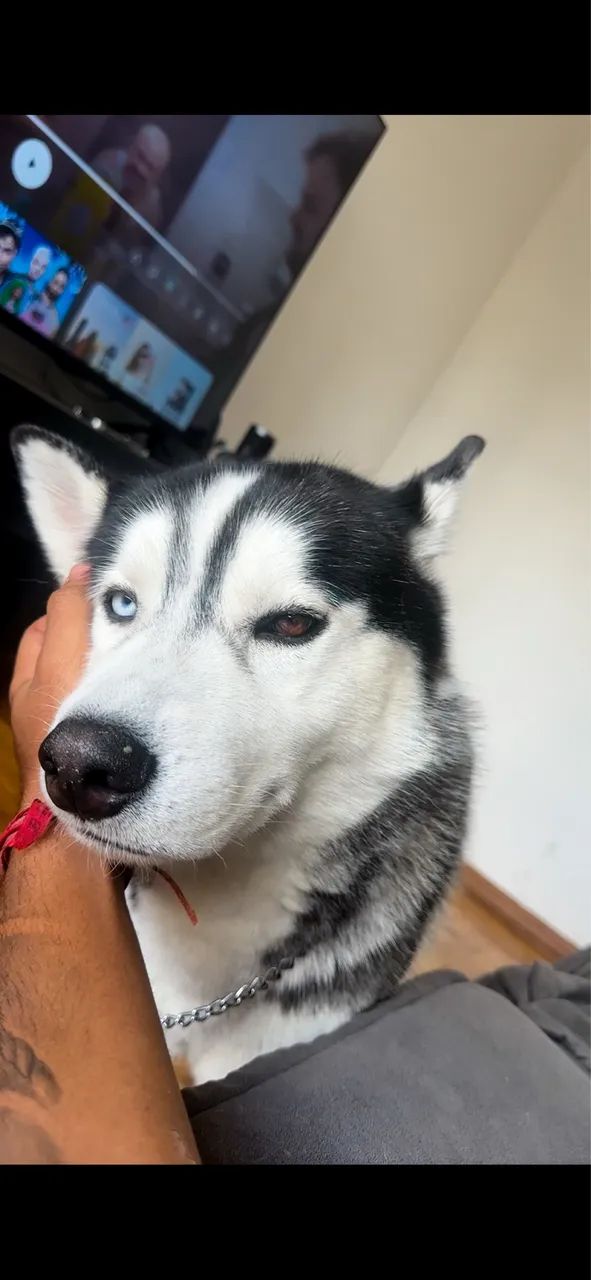 Husky Siberiano Para Adoção  - Foto 2