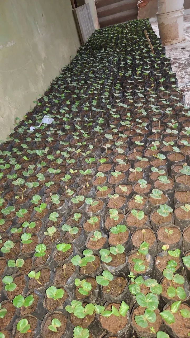 MUDAS DE CAFÉ CATUAÍ À VENDA  - Foto 5