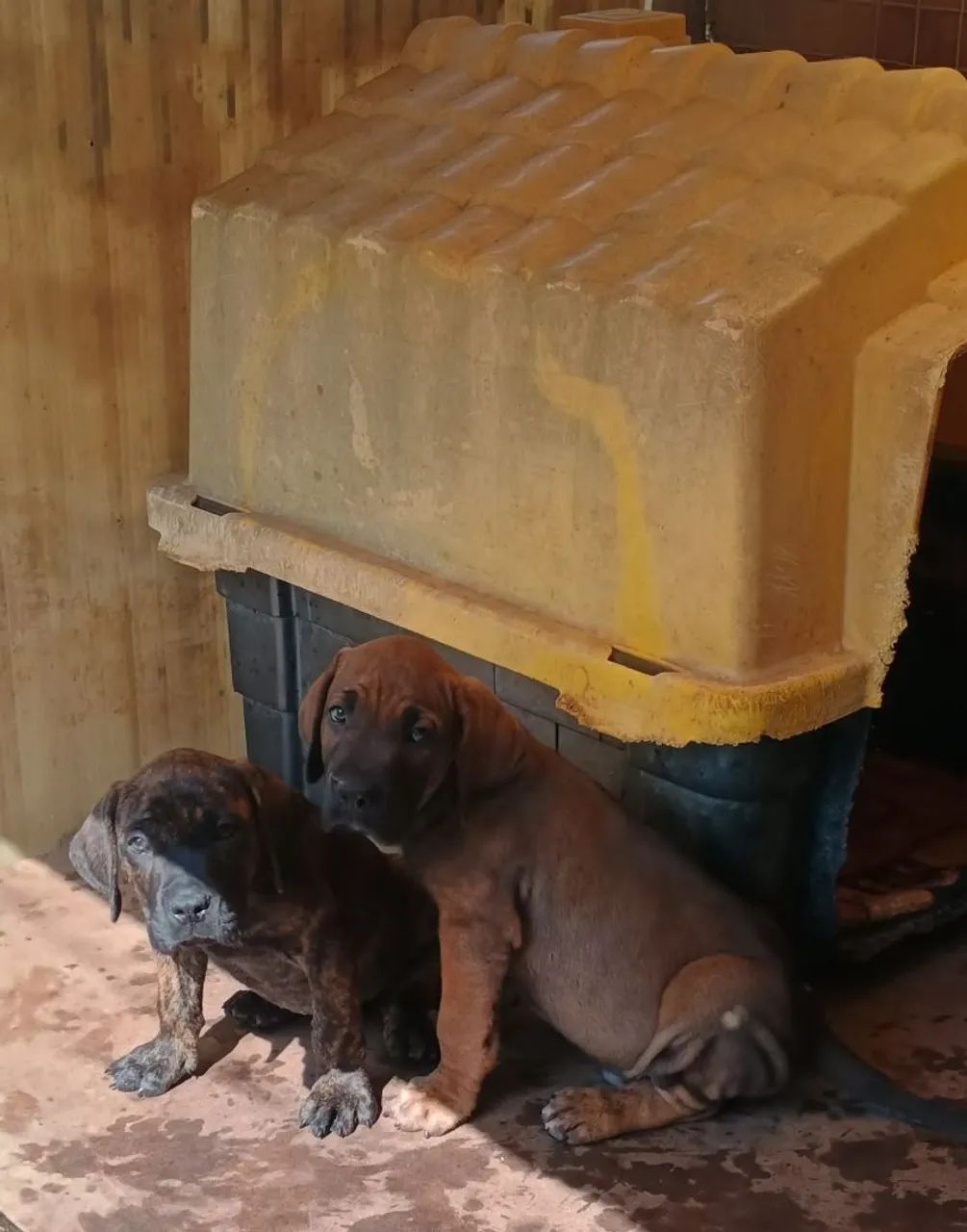 Fila brasileiro  - Foto 2
