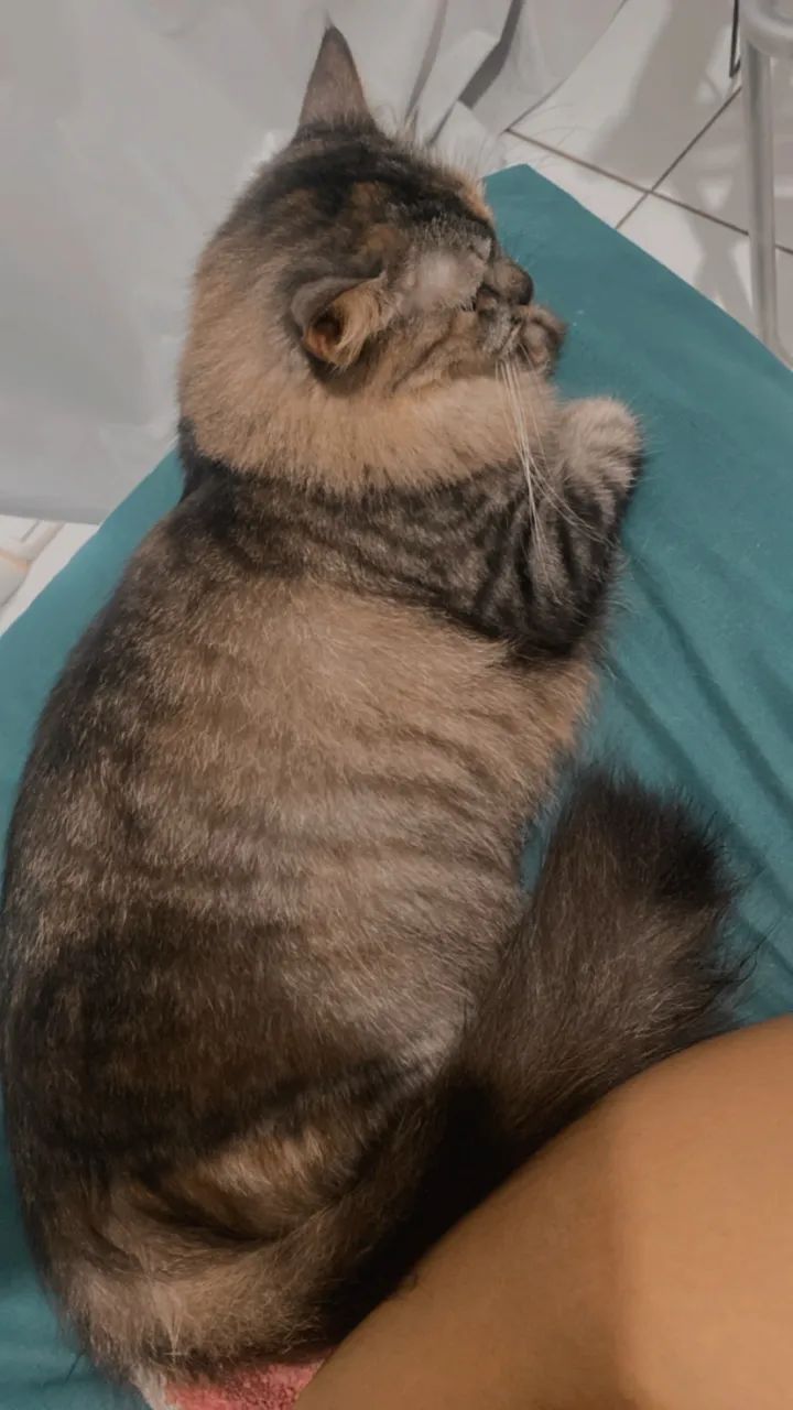 Gato 