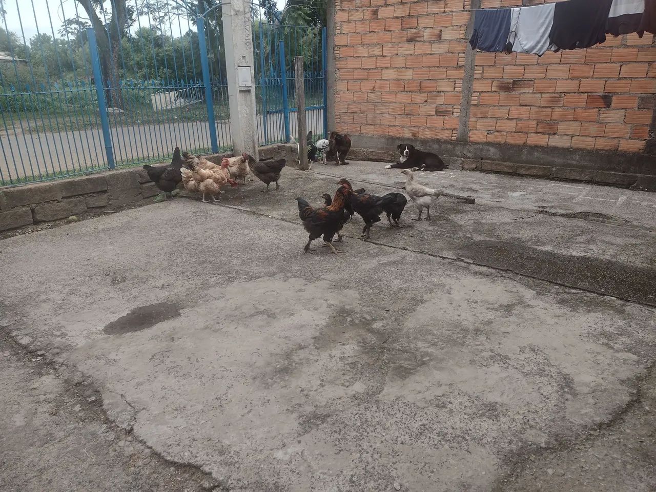 vendo frangos e franga Brama e caipira todos por 800,00 reais - Foto 5