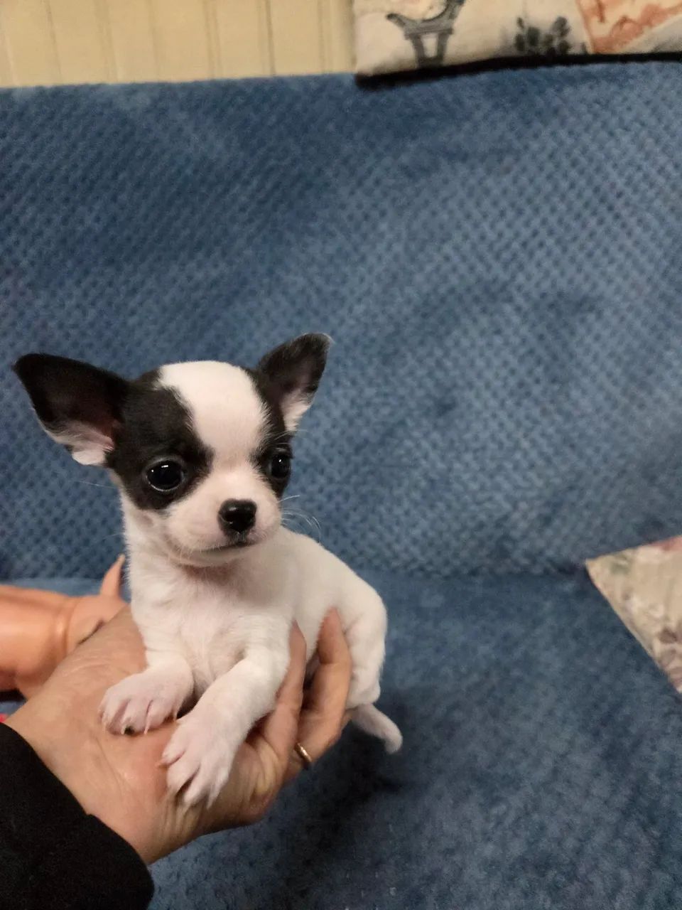 Filhote  de chihuahua  - Foto 5