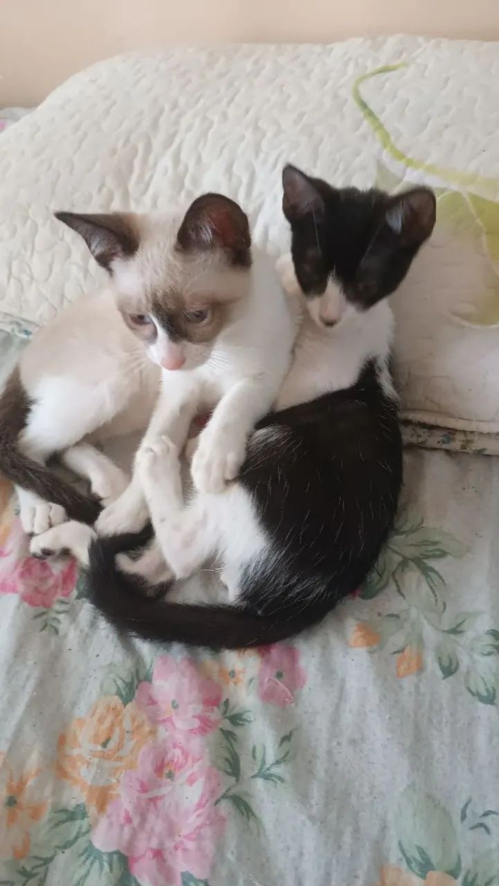 Doação de filhotes de gato.