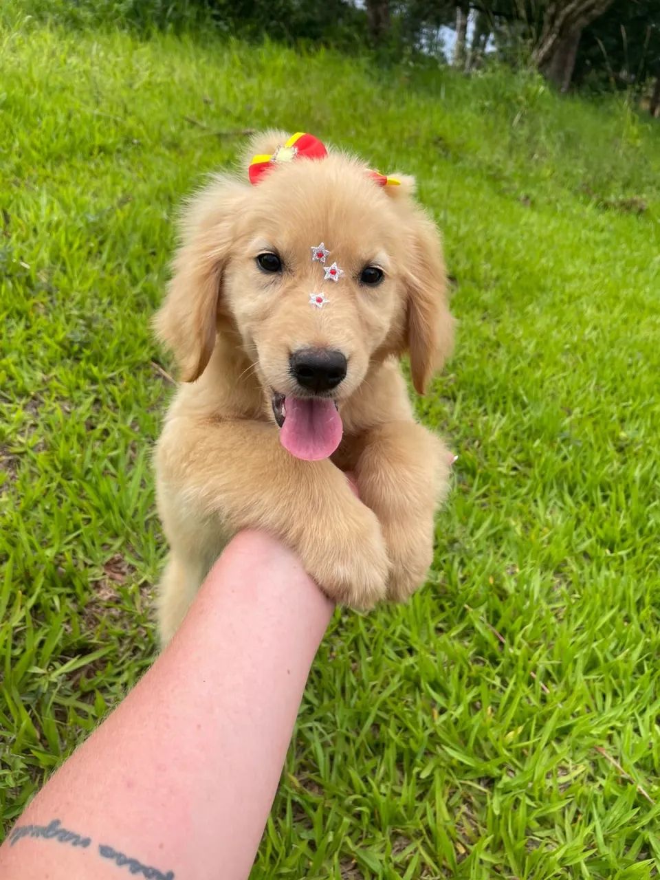 Golden retriever fêmea  - Foto 2