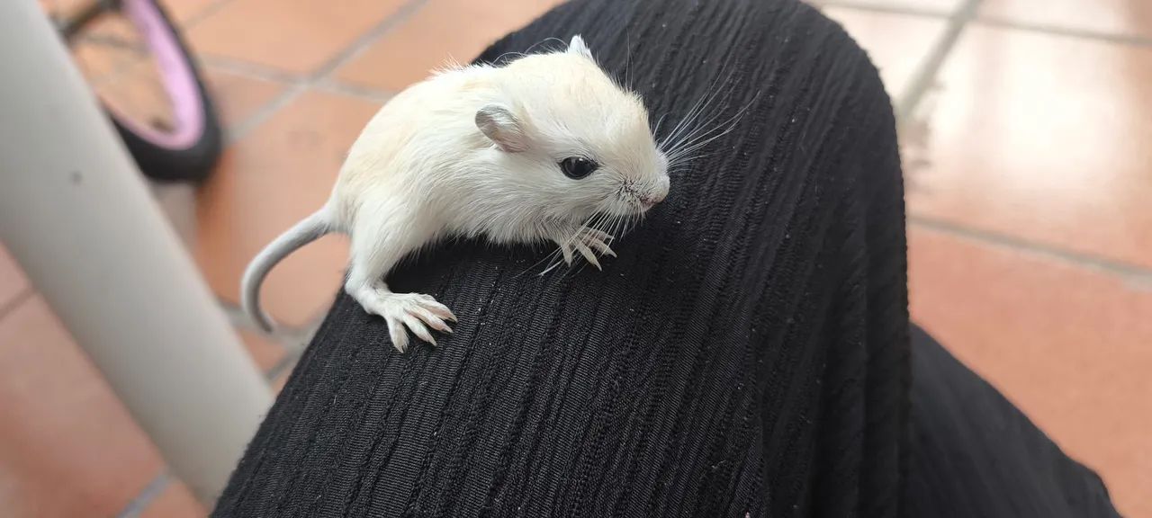 Gerbil Mongólia  - Foto 5