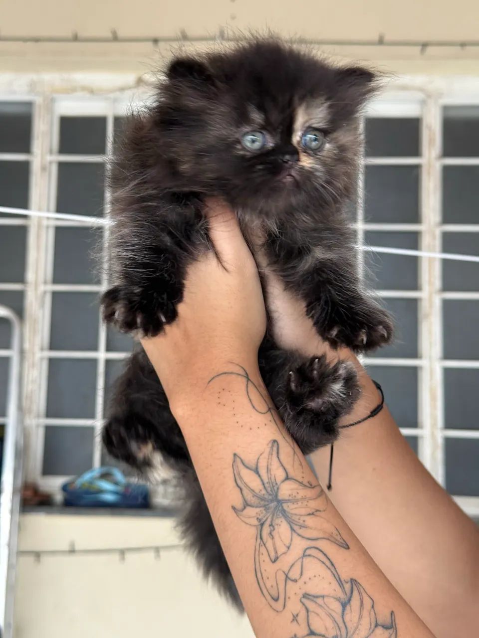 Vendo gata persa filhote  - Foto 2