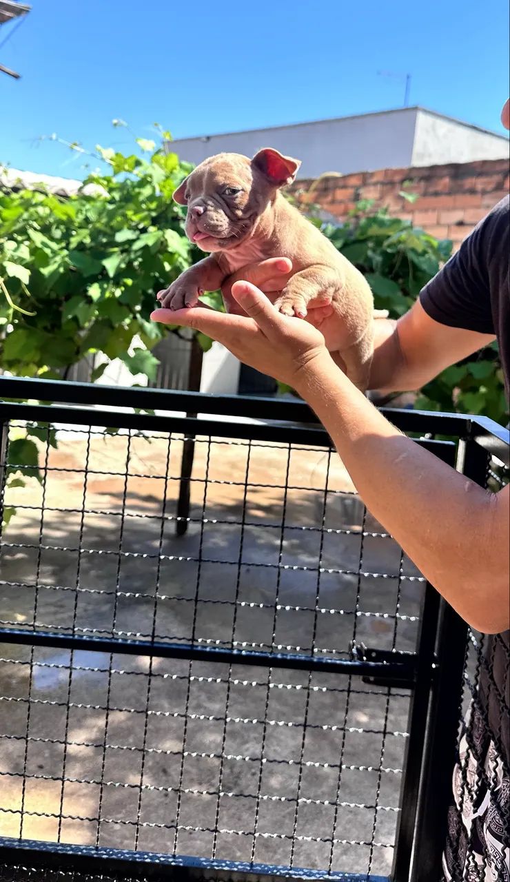 American bully micro 