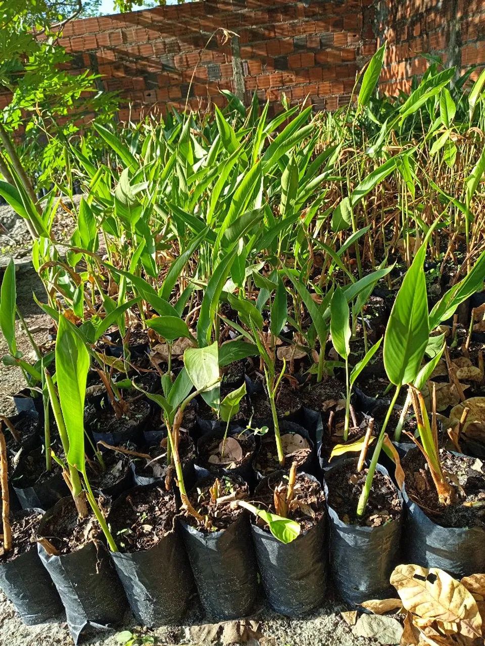 Mudas planta Capavile - Foto 2