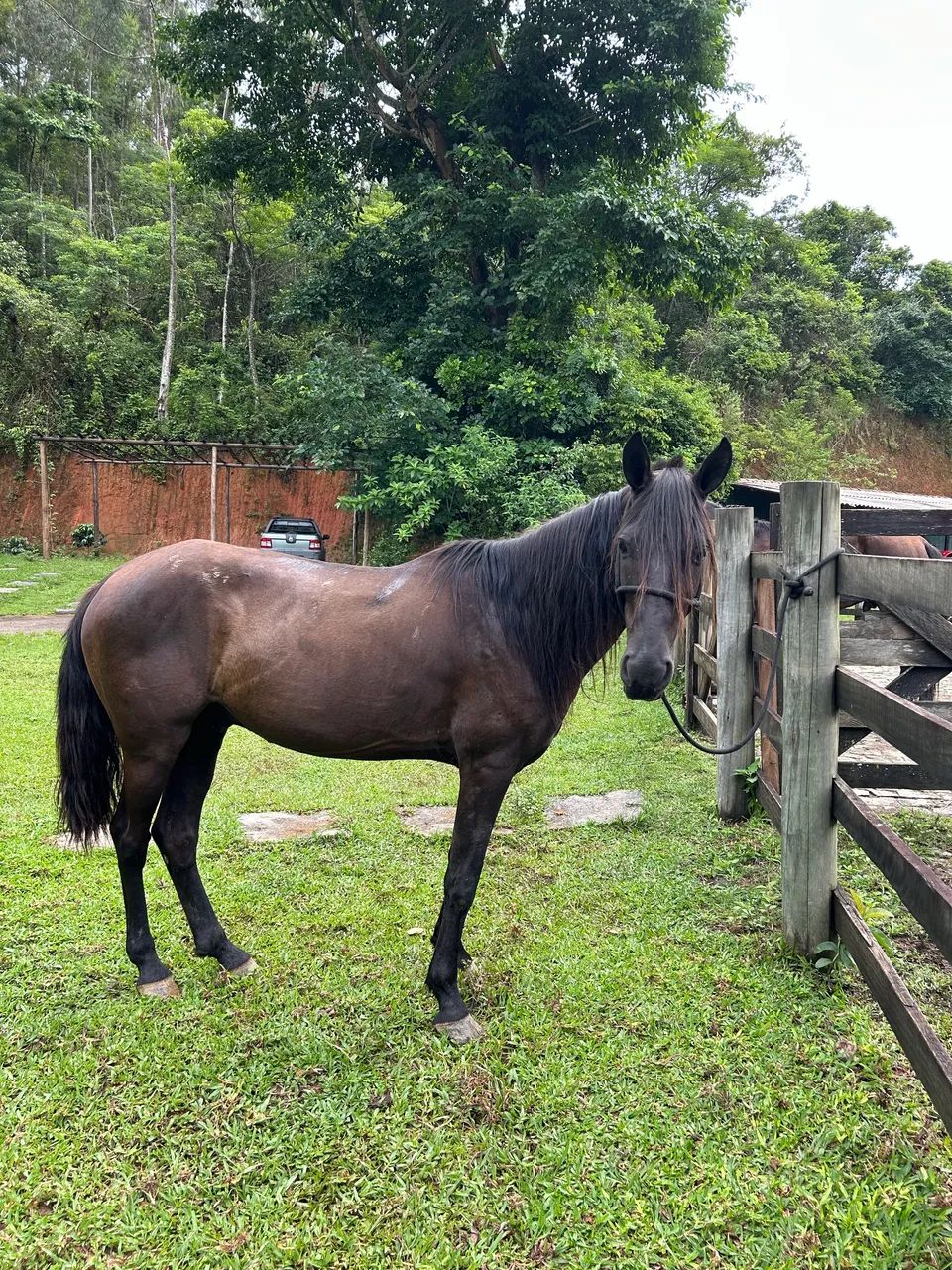 Cavalo preto Mangalarga marcha picada - Foto 4