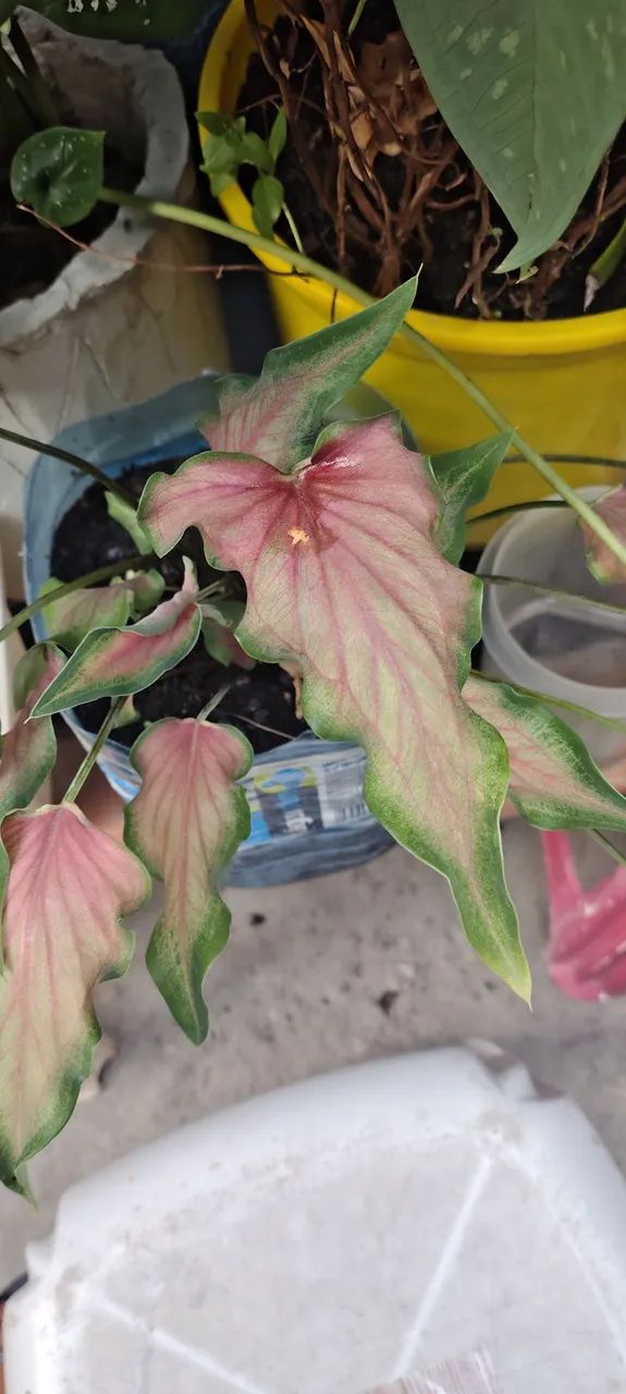 Plantas Ornamentais - Foto 4