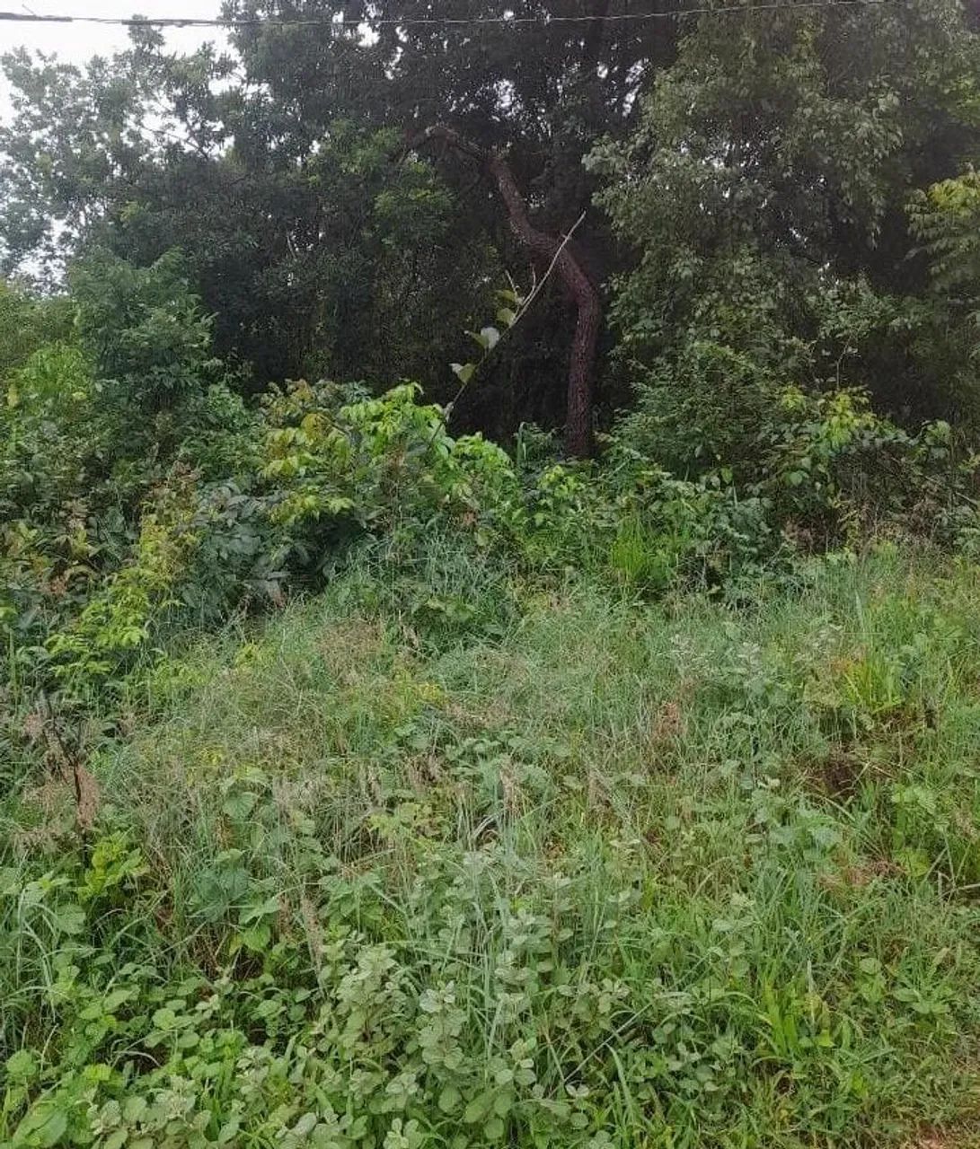 Lote na roça 