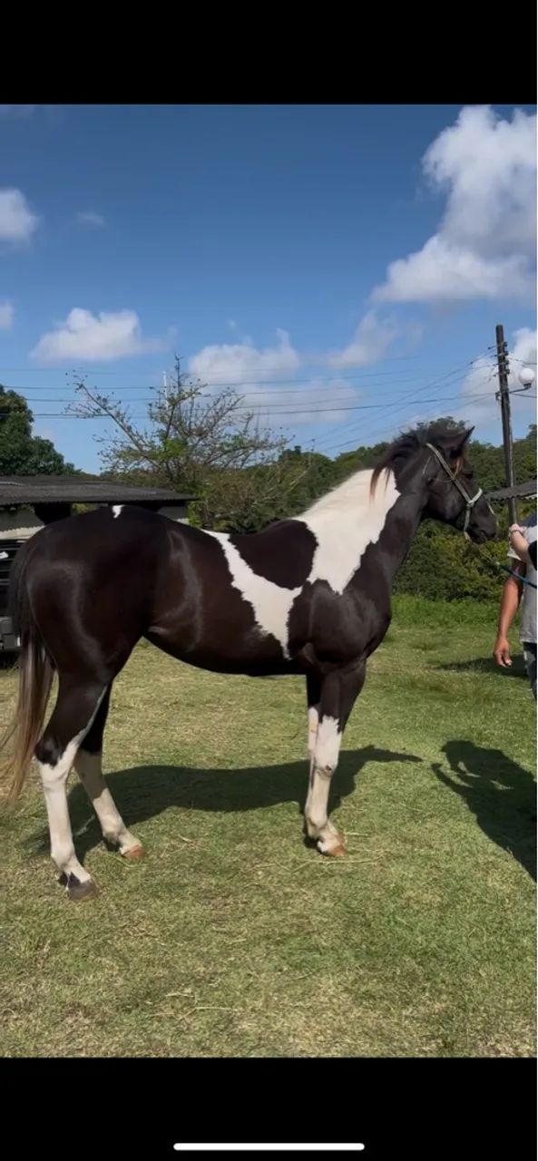 Potra Paint Horse Preta e Branca - Foto 2