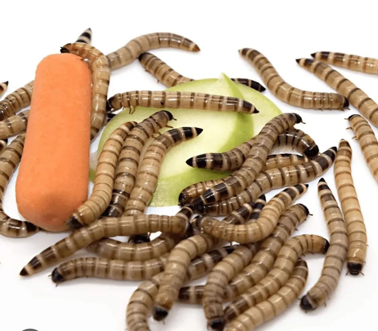 TENEBRIO MOLITOR ALIMENTO PARA REPTES E PEIXES es