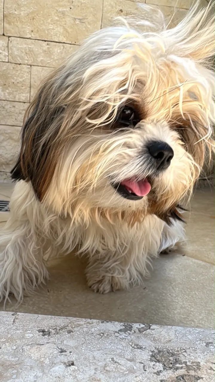Cachorro 
