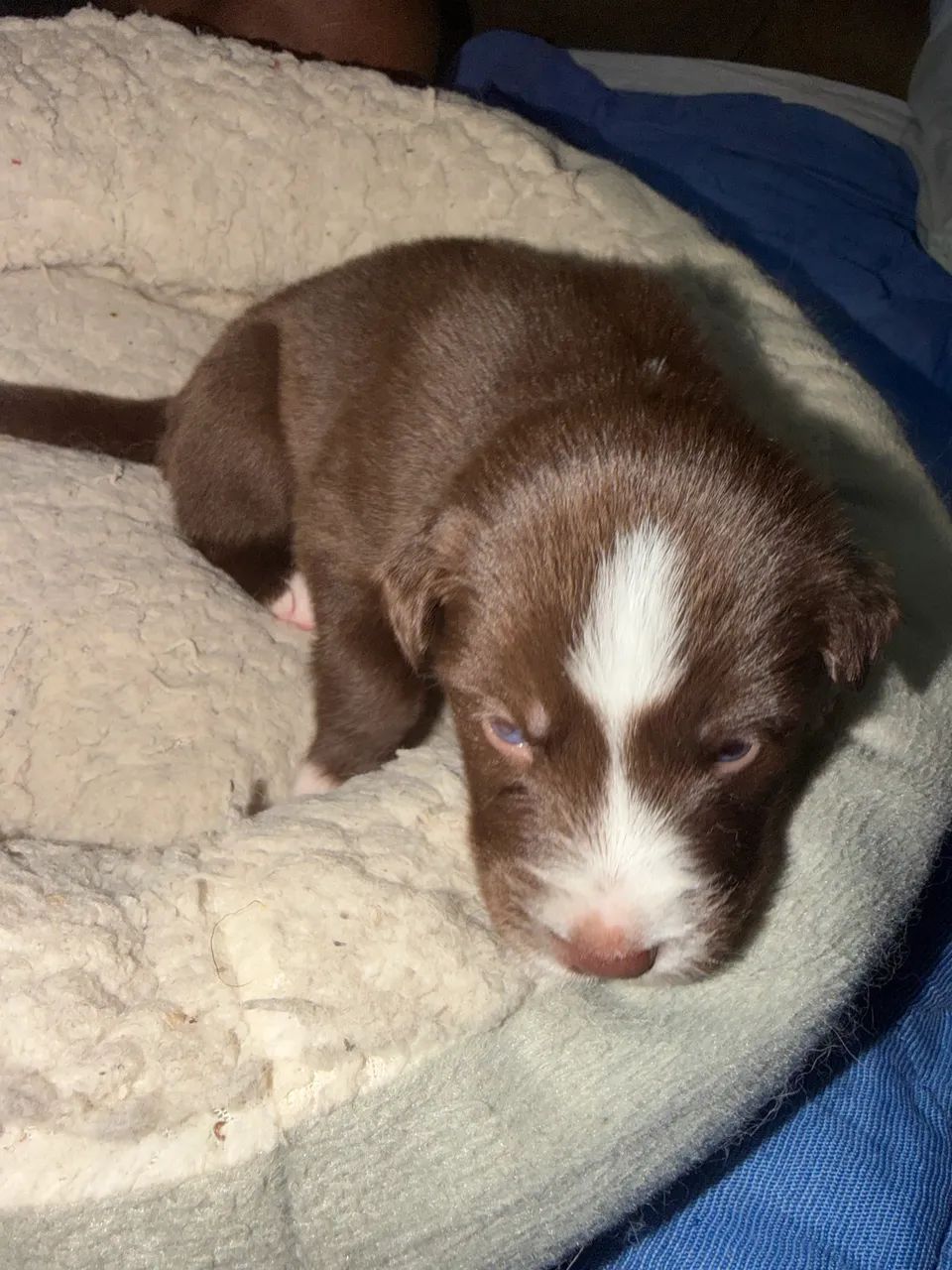 Filhote de Border Collie 