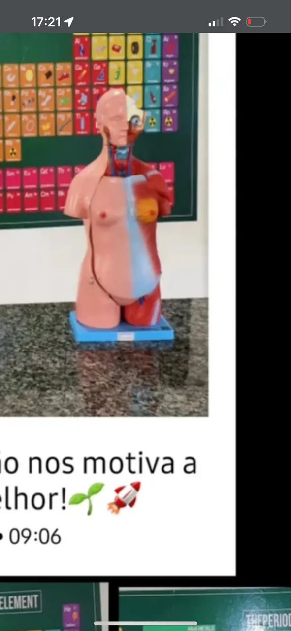 modelo anatômico didático do torso humano