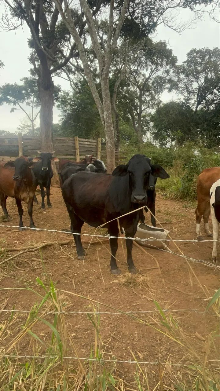 Vende-se sítio - Foto 4