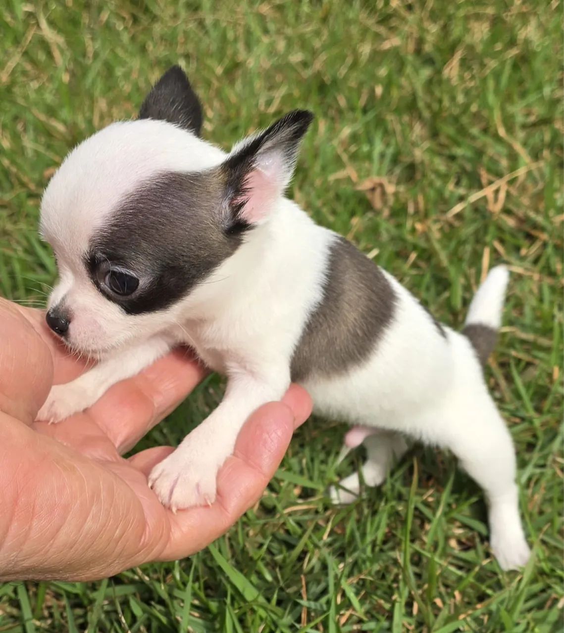 Chihuahua  - Foto 3
