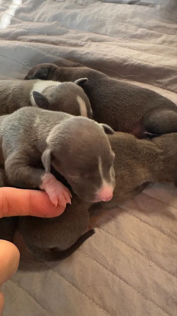 Galgo italiano  - Foto 3