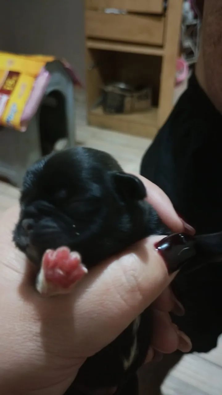 Pug