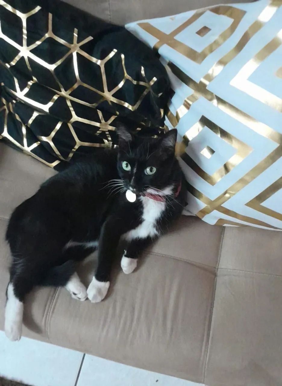 Gata castrada mansa