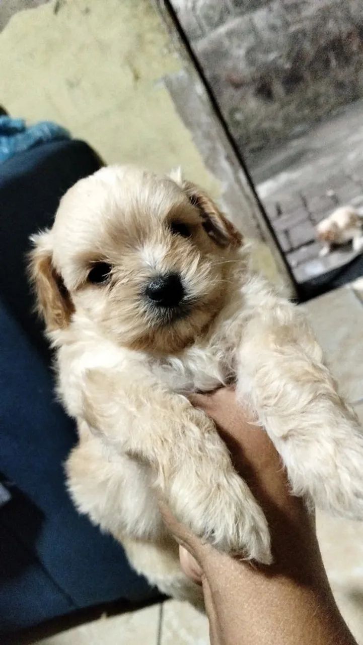Poodle toy 