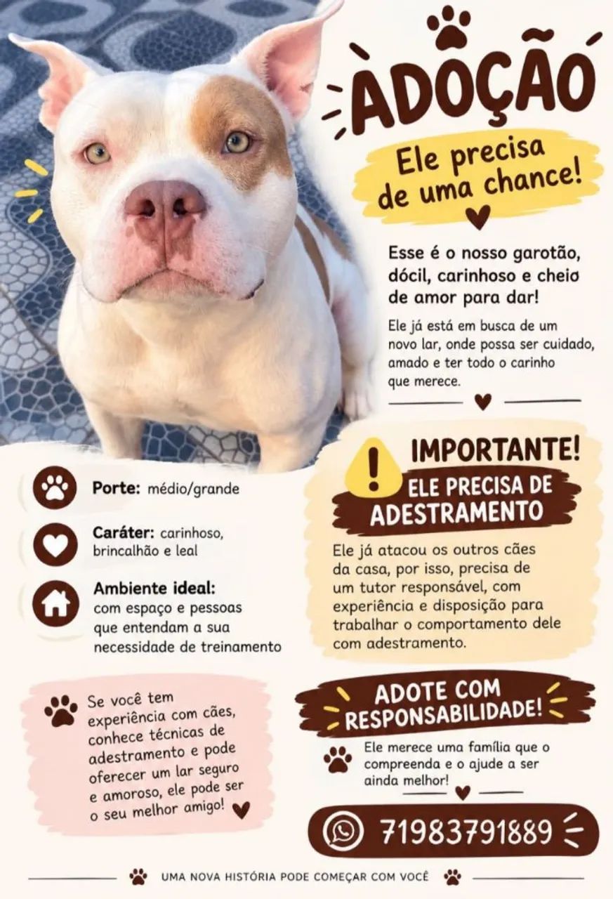 Adoção 