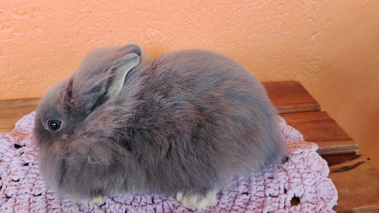 Mini lion head  - Foto 2