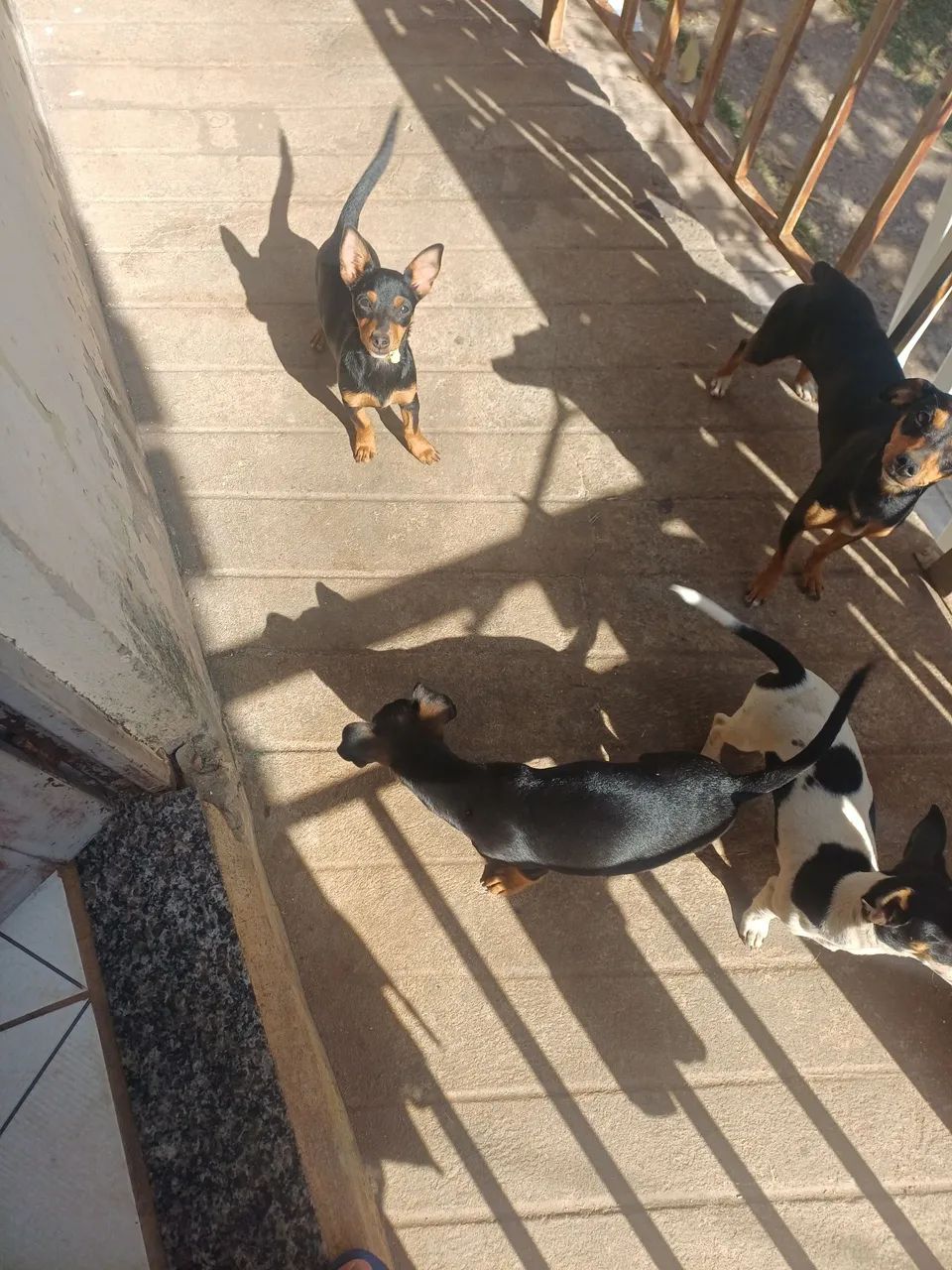 Filhotes para doação - Foto 2