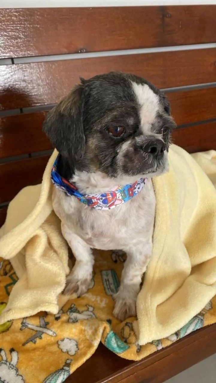 Doação de Cachorro Macho Lhasa Apso - Foto 2