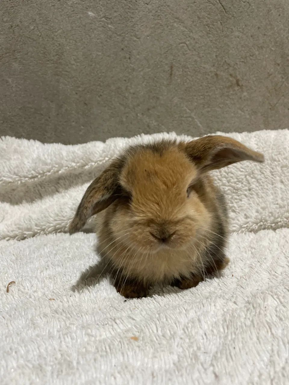 Mini Coelhos Lop - Foto 2
