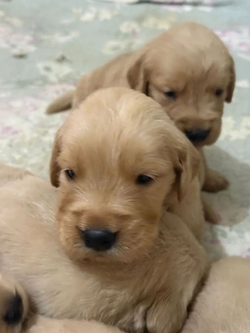 Golden Retriever macios