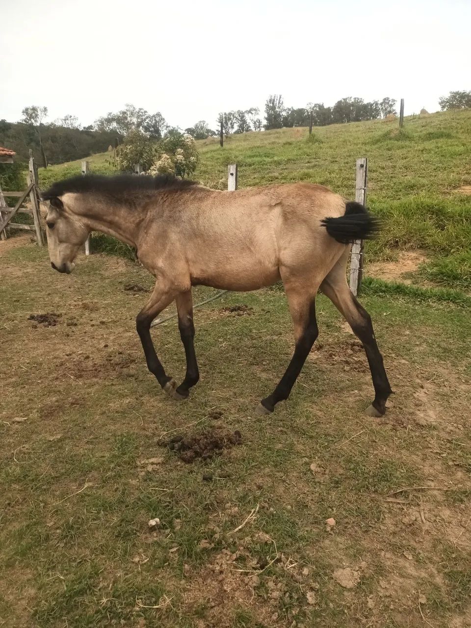 Potra lusitana  - Foto 3