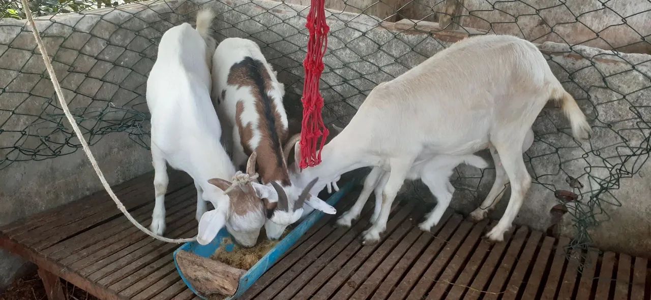 Cabras e bode para vender ou trocar - Foto 4