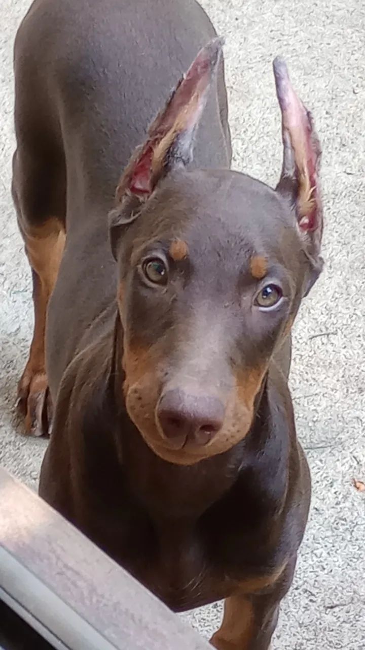 Filhote de doberman  - Foto 2