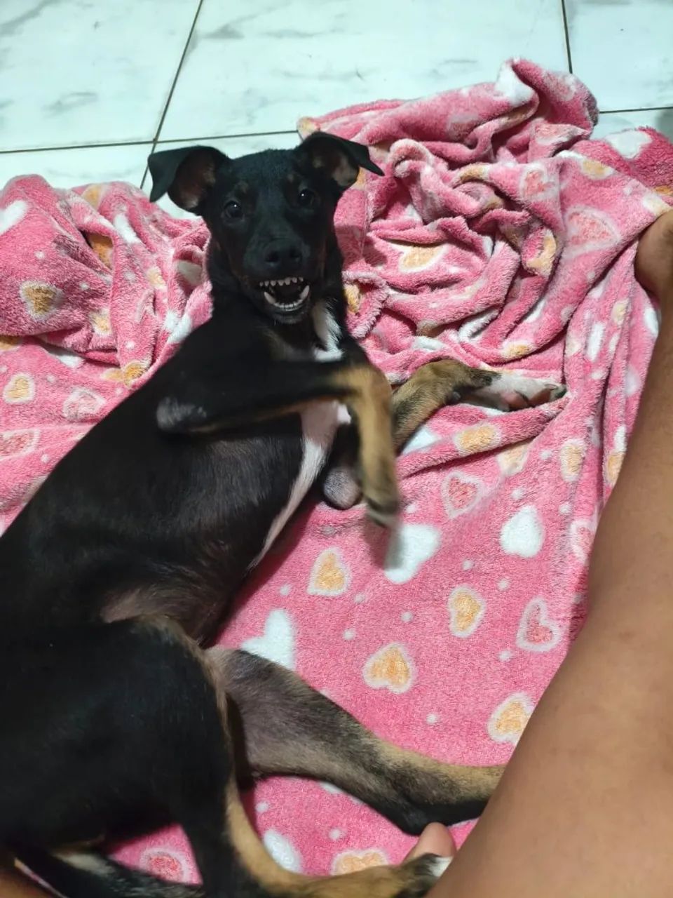 Adoção  - Foto 2