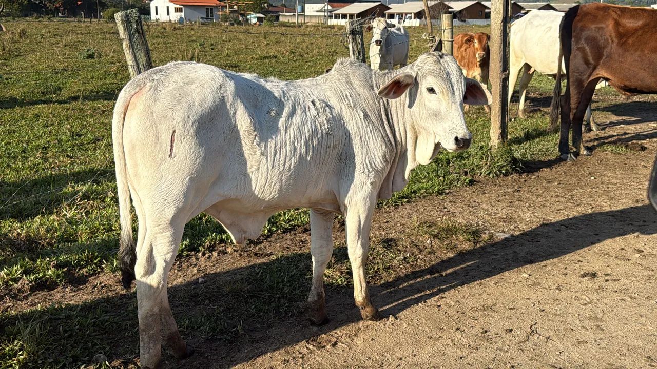 Terneiros de qualidade  - Foto 3