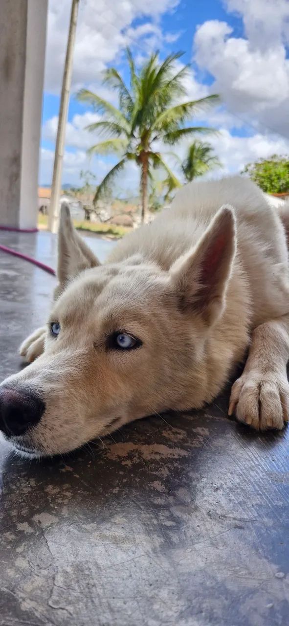 Husky fêmea 