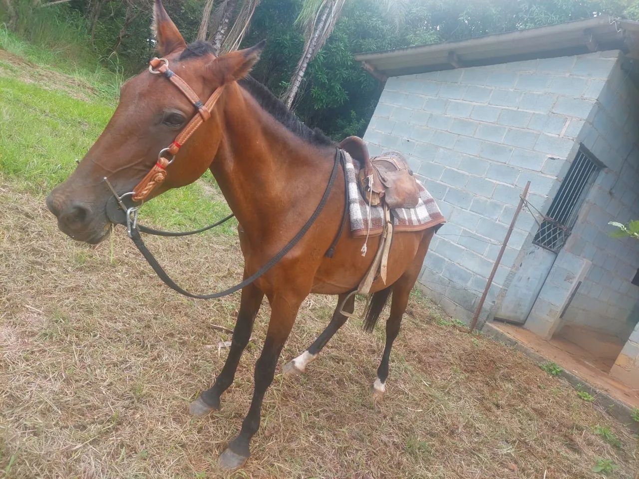Égua mas potro