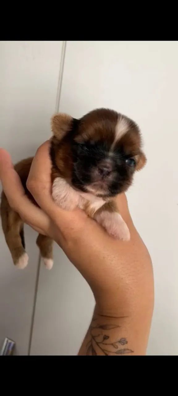 Shitzu macho mini - Foto 4