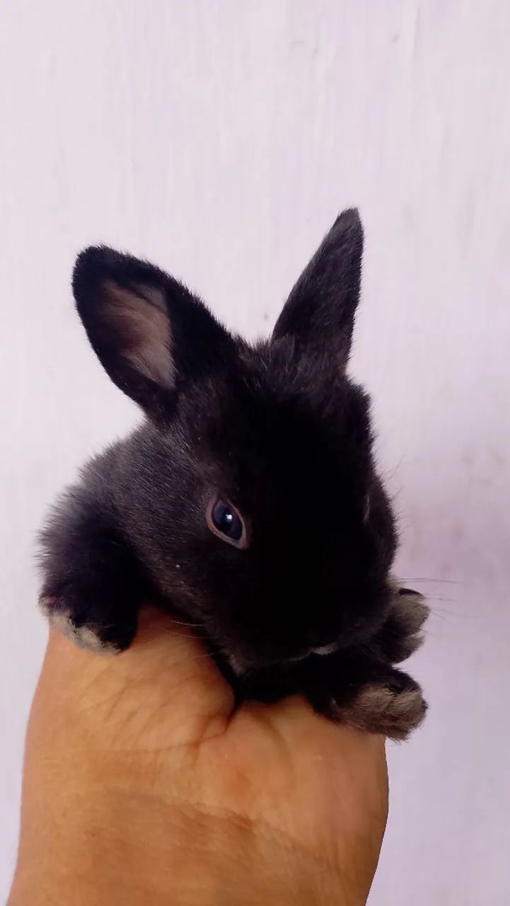 Coelho 