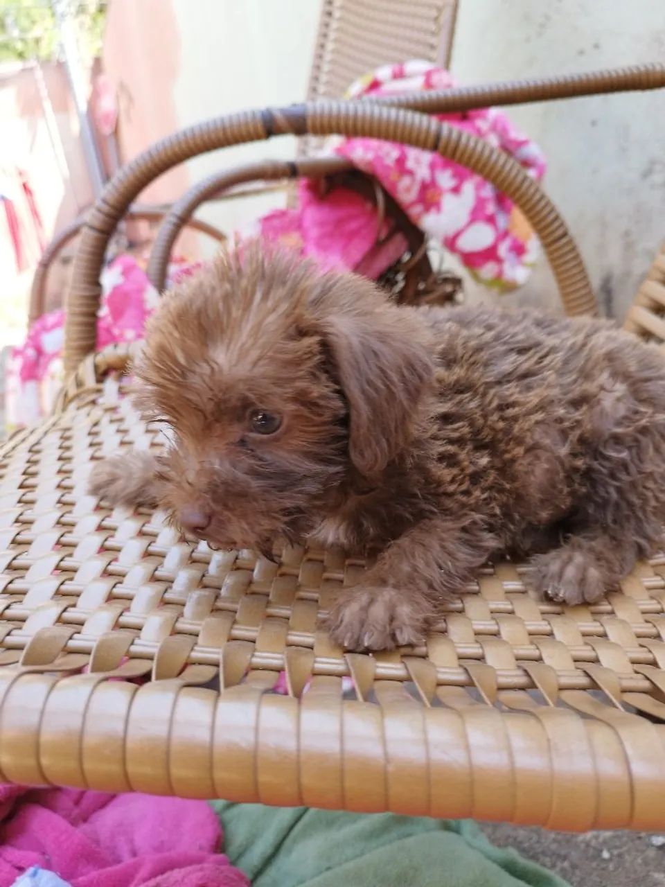 Doa-se Cachorrinhos - Foto 3