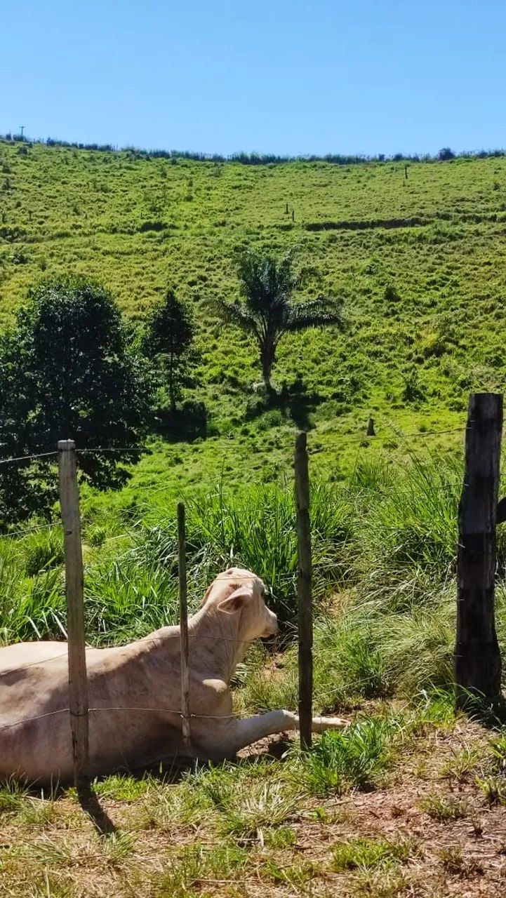 Fazenda no Pará Titulada  - Foto 2