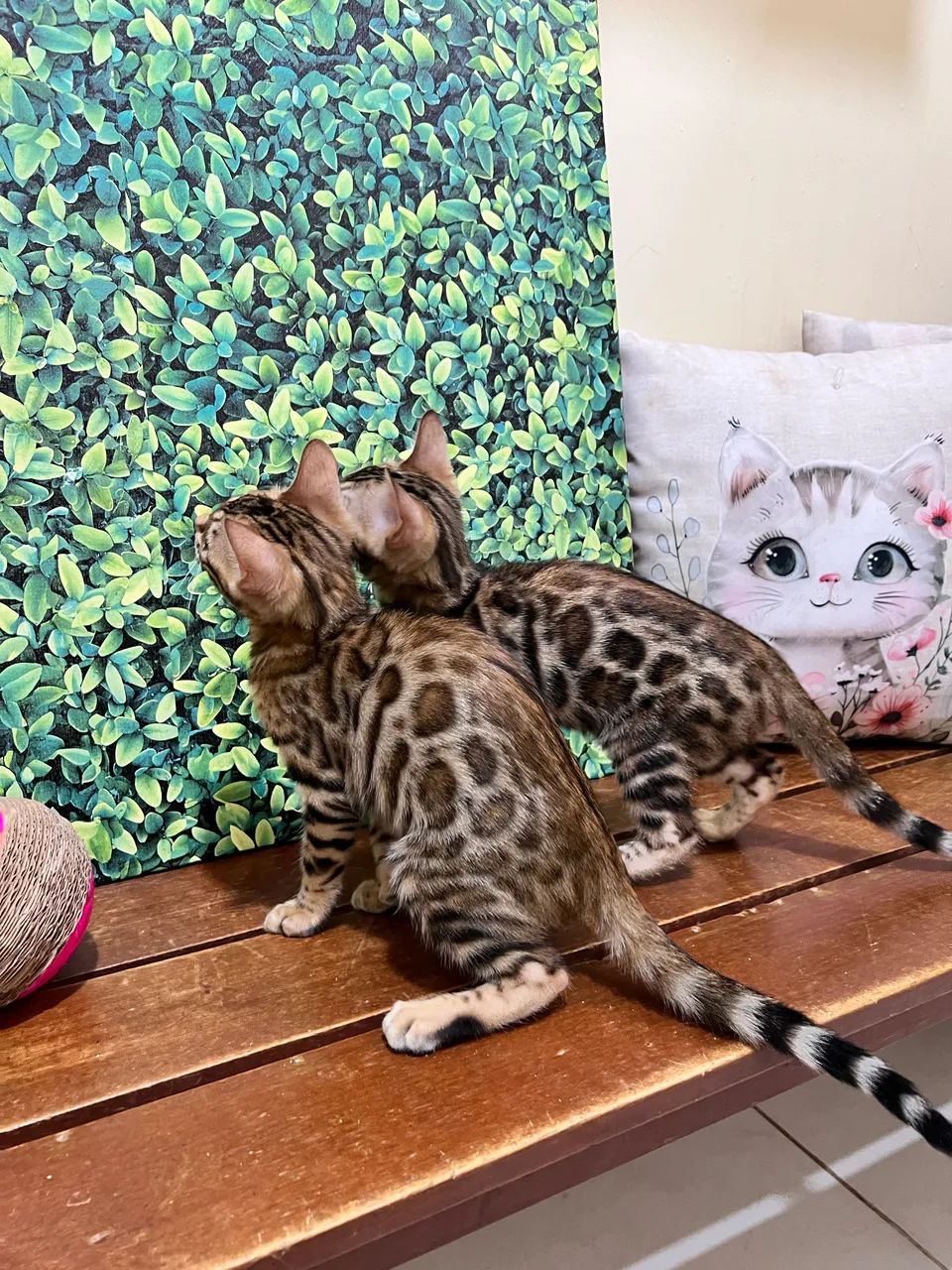 Gato Bengal  - Foto 3